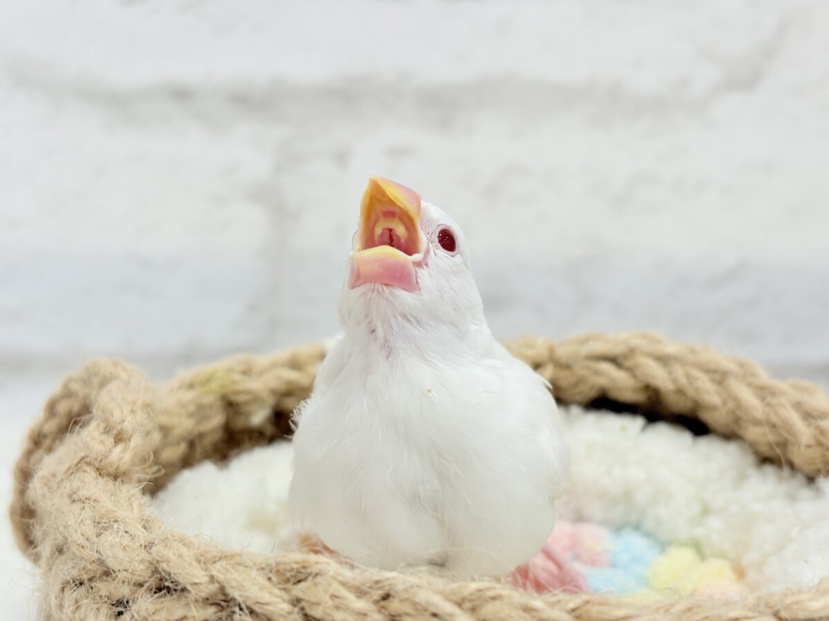 アルビノ文鳥