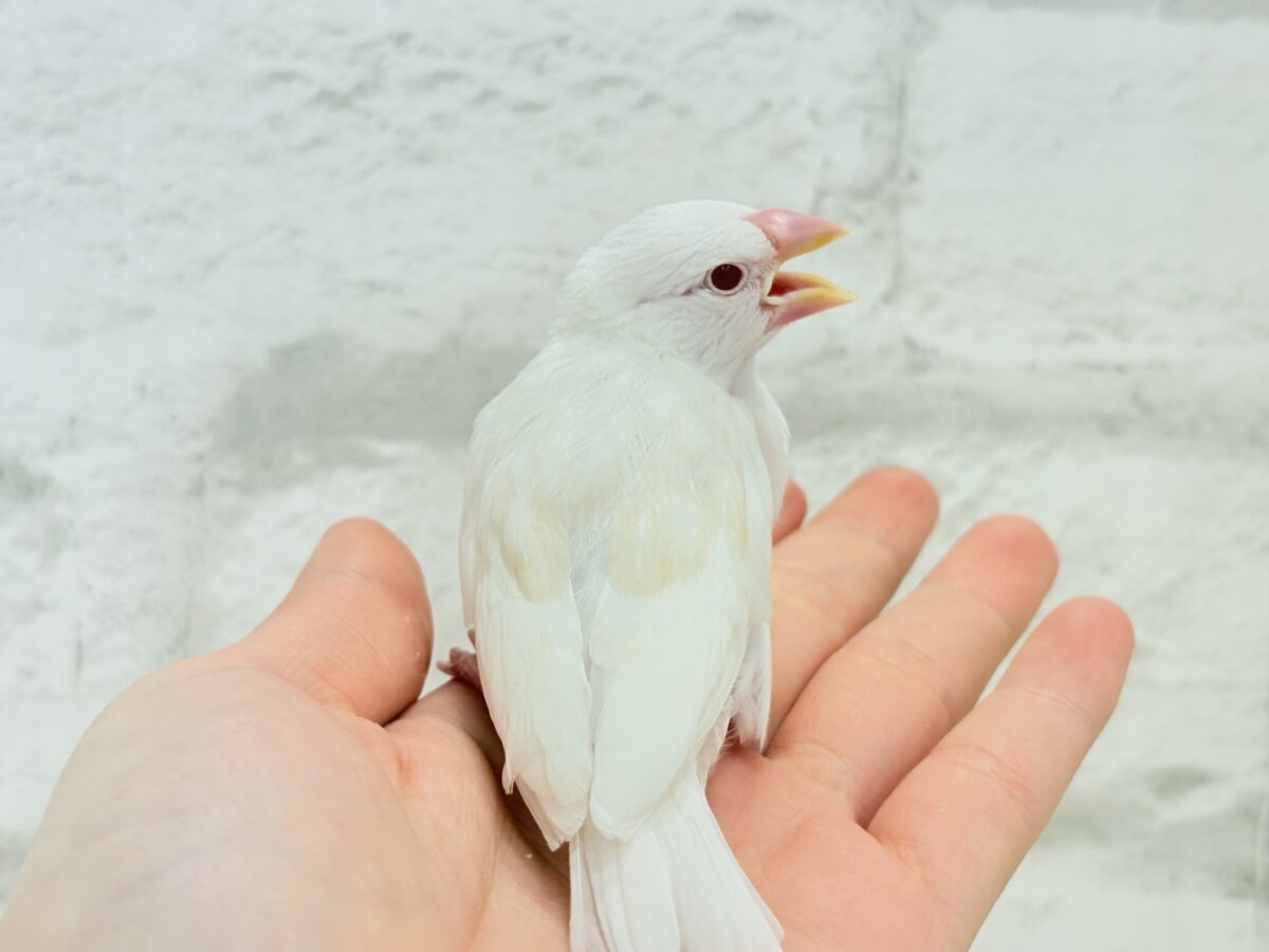アルビノ文鳥