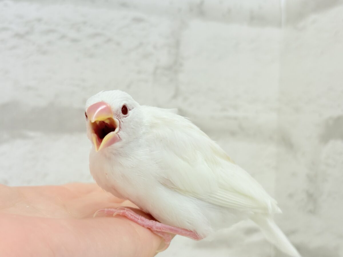 アルビノ文鳥