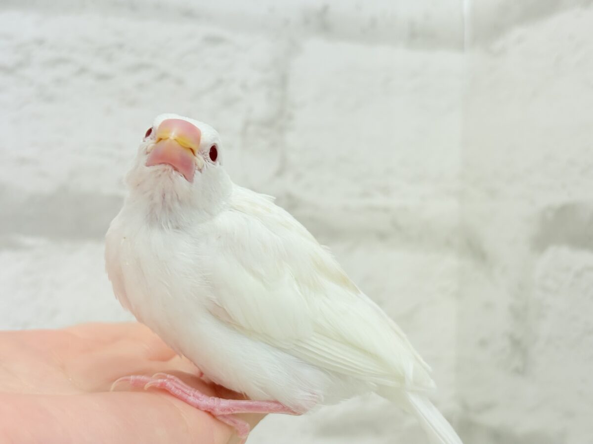 アルビノ文鳥