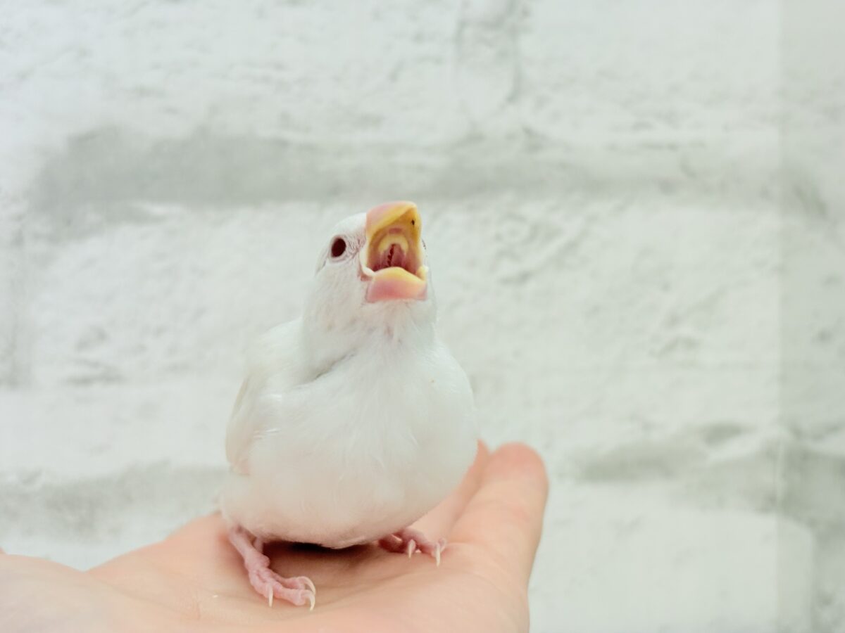 アルビノ文鳥
