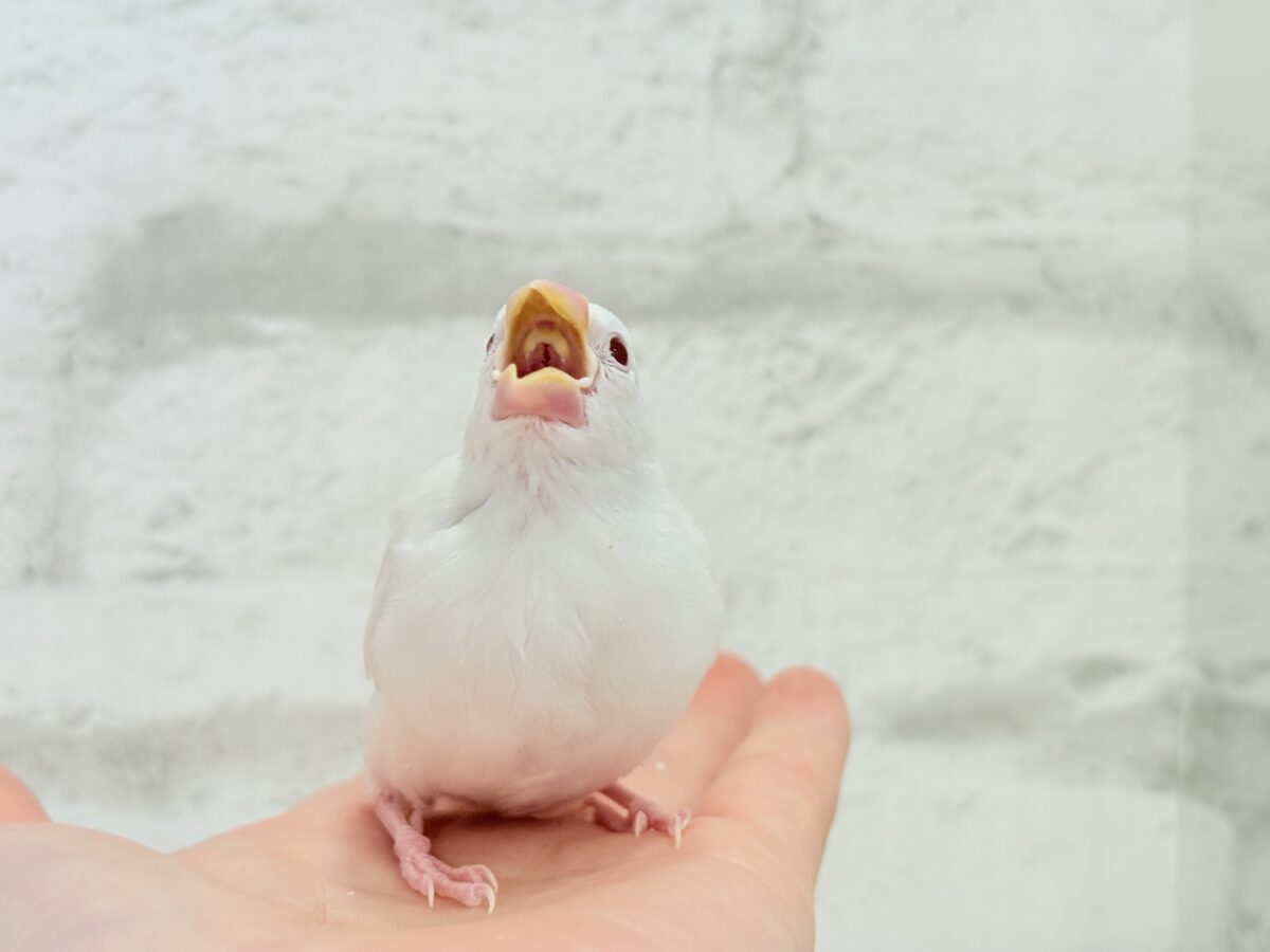 アルビノ文鳥
