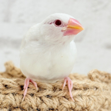【最新画像・動画更新🪄】透明感が溢れ出る〜🐣🤍アルビノ文鳥 ヒナ