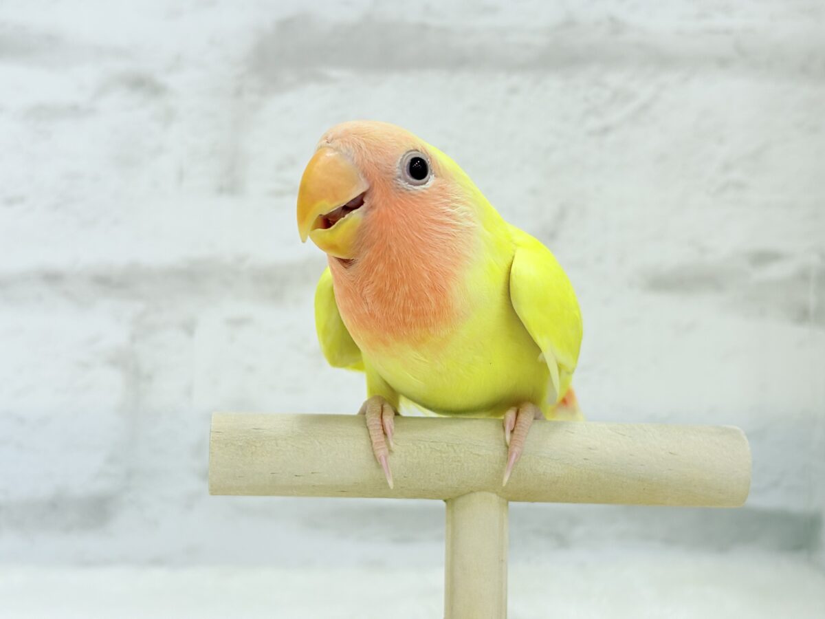 コザクラインコ（小桜インコ）