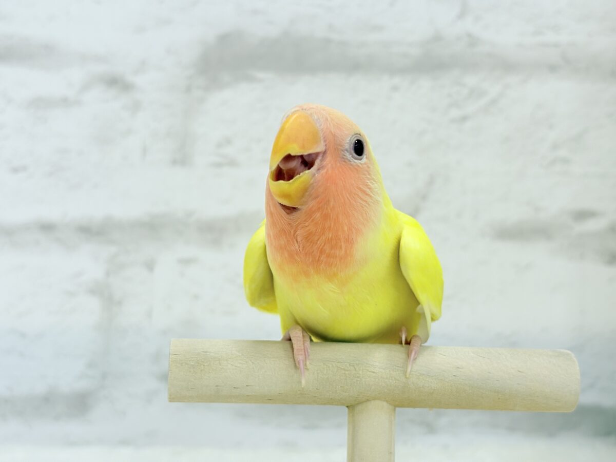 コザクラインコ（小桜インコ）