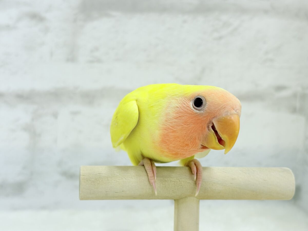 コザクラインコ（小桜インコ）
