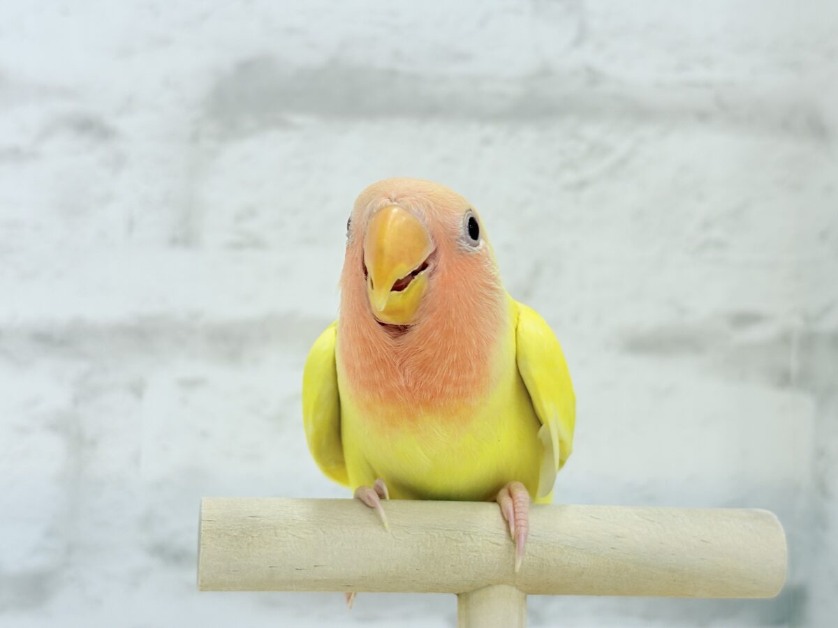 コザクラインコ（小桜インコ）