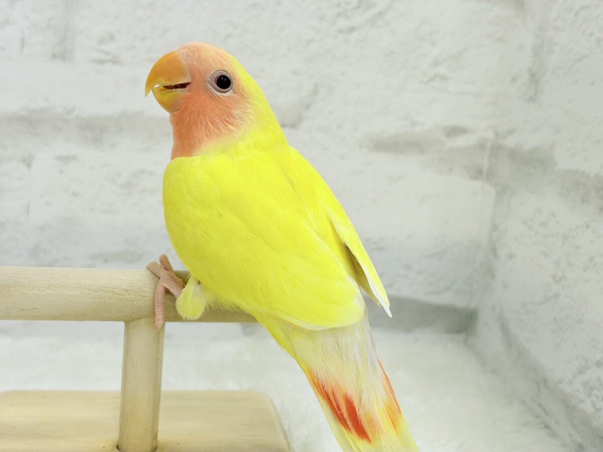 コザクラインコ（小桜インコ）
