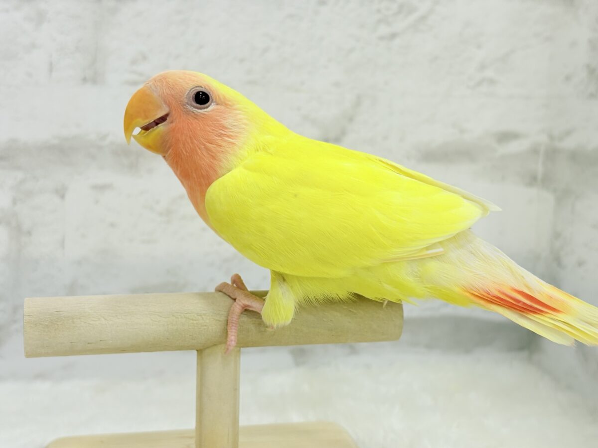 コザクラインコ（小桜インコ）