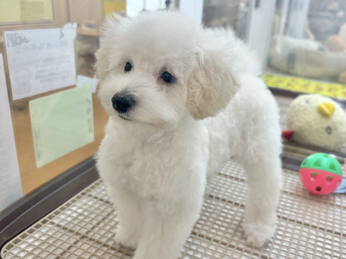 トイプードル
