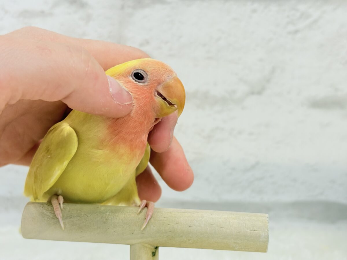 コザクラインコ（小桜インコ）