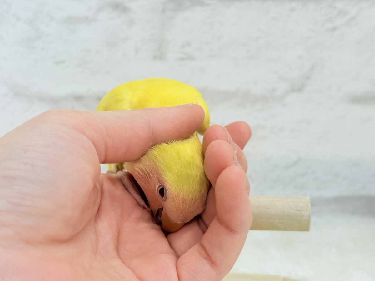 コザクラインコ（小桜インコ）