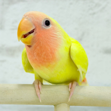 【最新画像更新🪄】もぎたて🫧フレッシュフルーツ🍋コザクラインコ(ルチノー) ヒナ