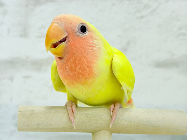 【最新画像更新🪄】もぎたて🫧フレッシュフルーツ🍋コザクラインコ(ルチノー) ヒナ