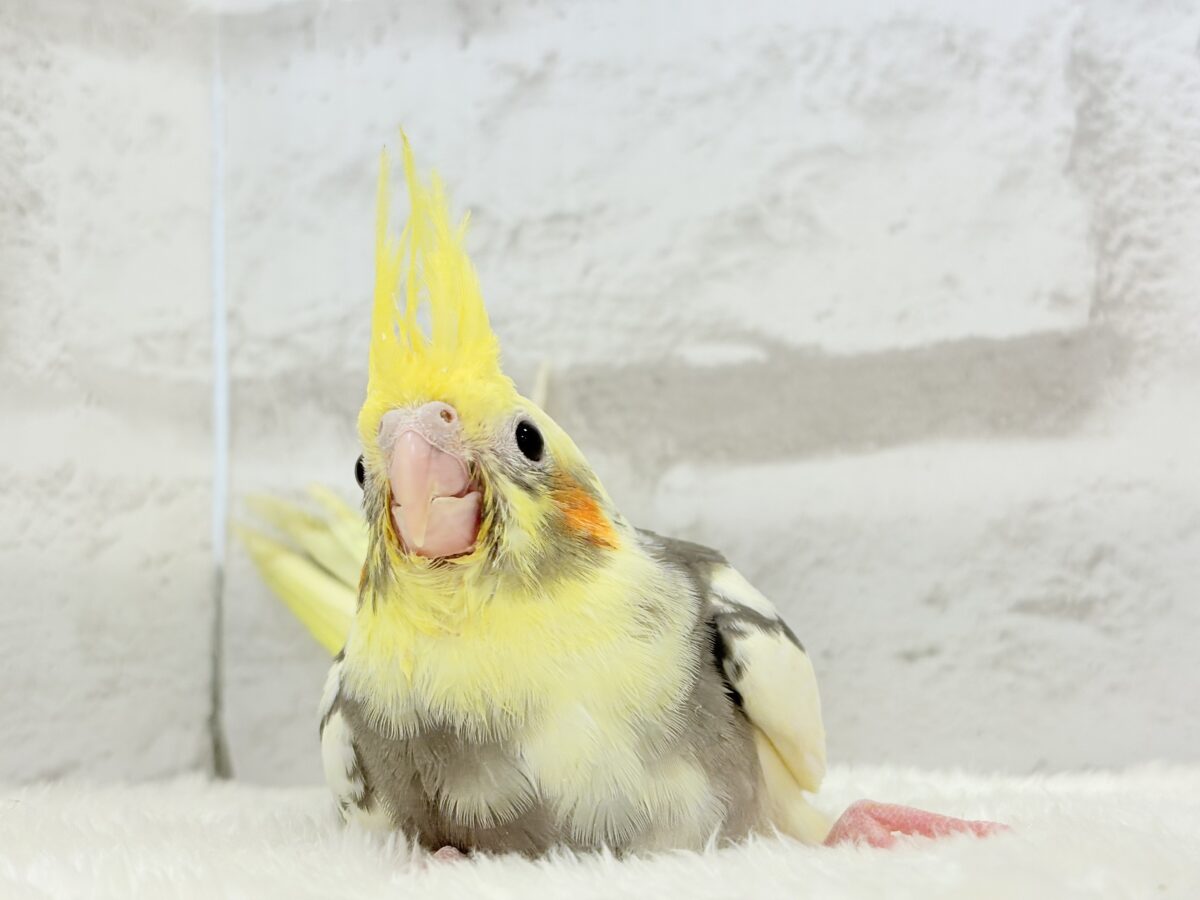 オカメインコ