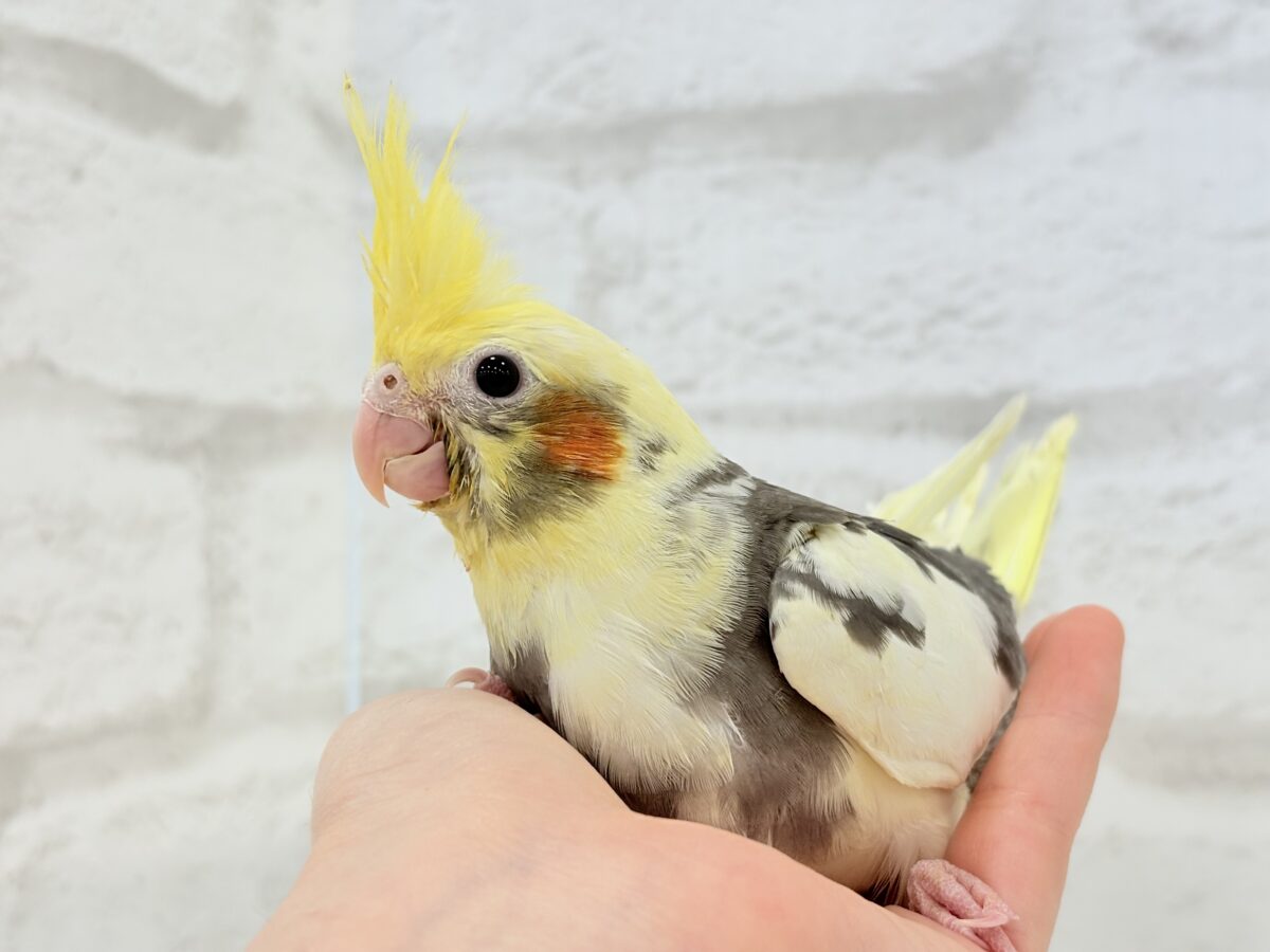 オカメインコ