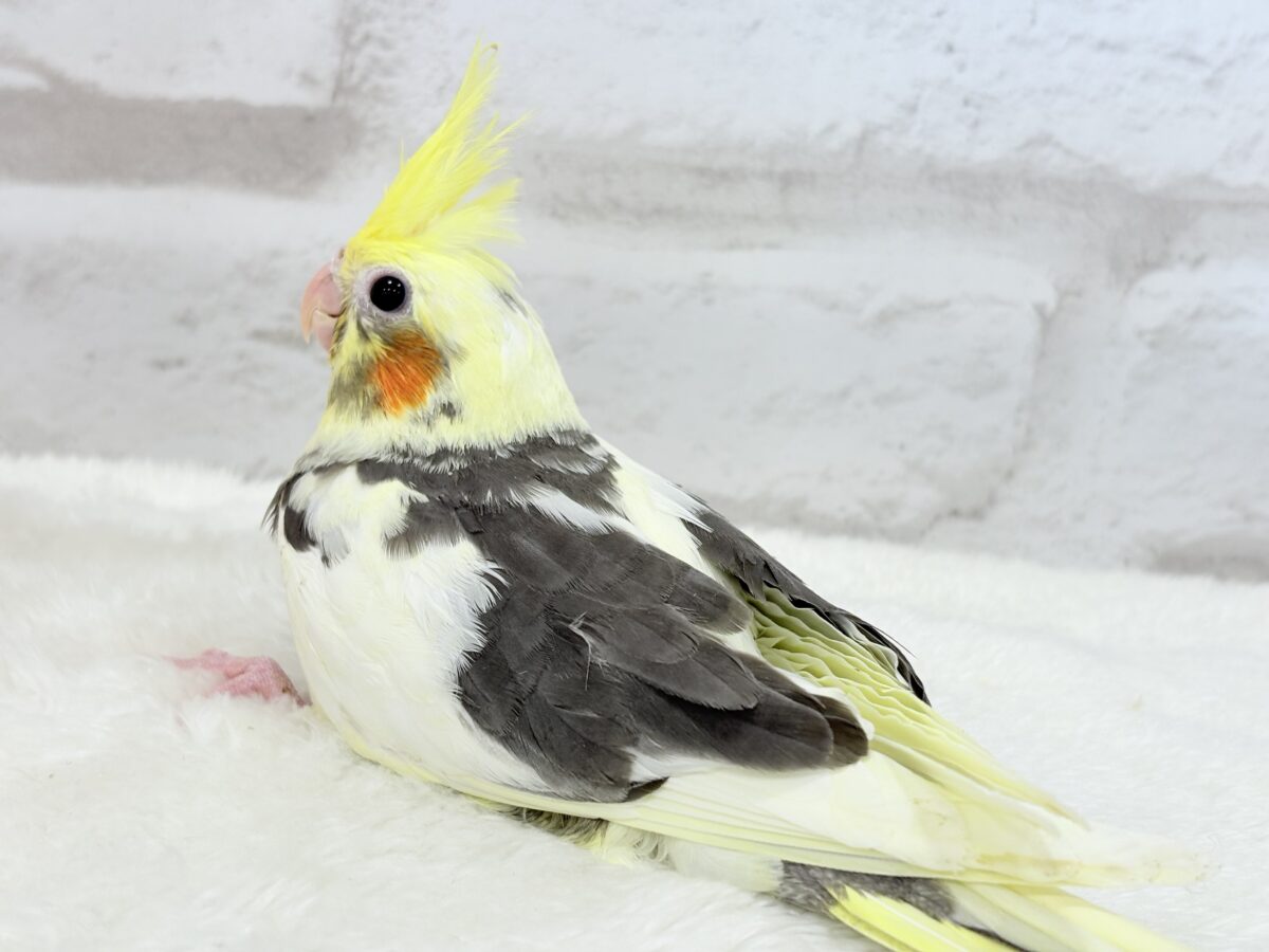 オカメインコ