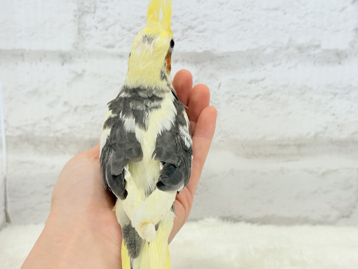 オカメインコ