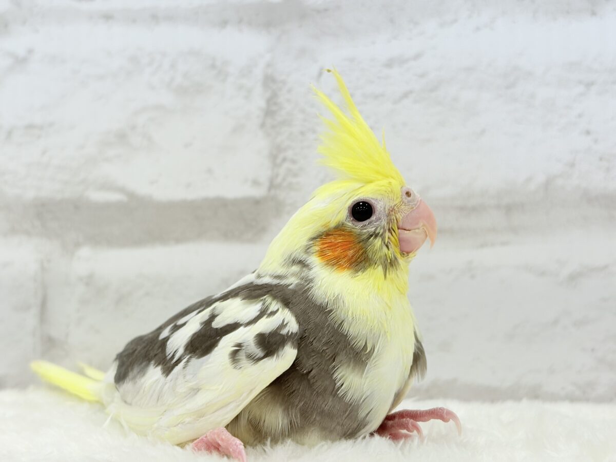 オカメインコ