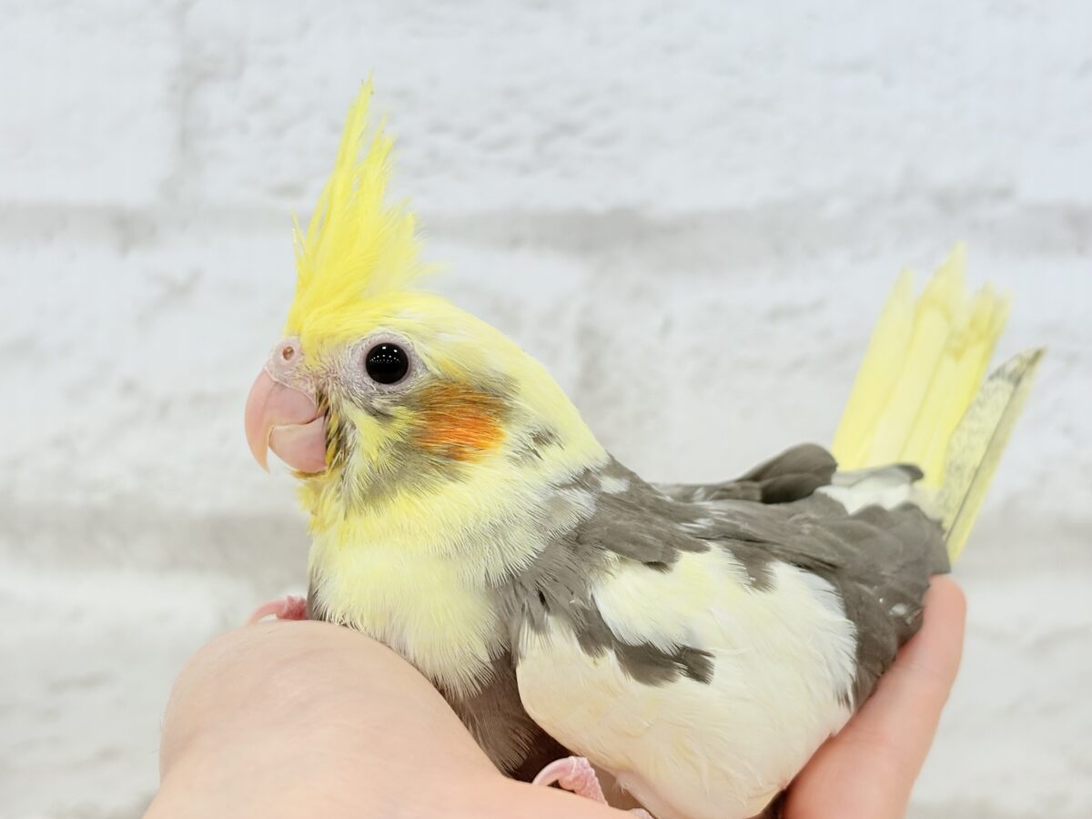 オカメインコ