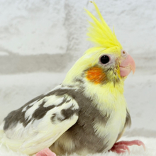 優しいお顔のオカメちゃん♬*°オカメインコ(パイド) ヒナ