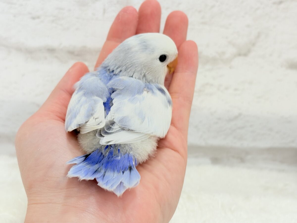 コザクラインコ（小桜インコ）