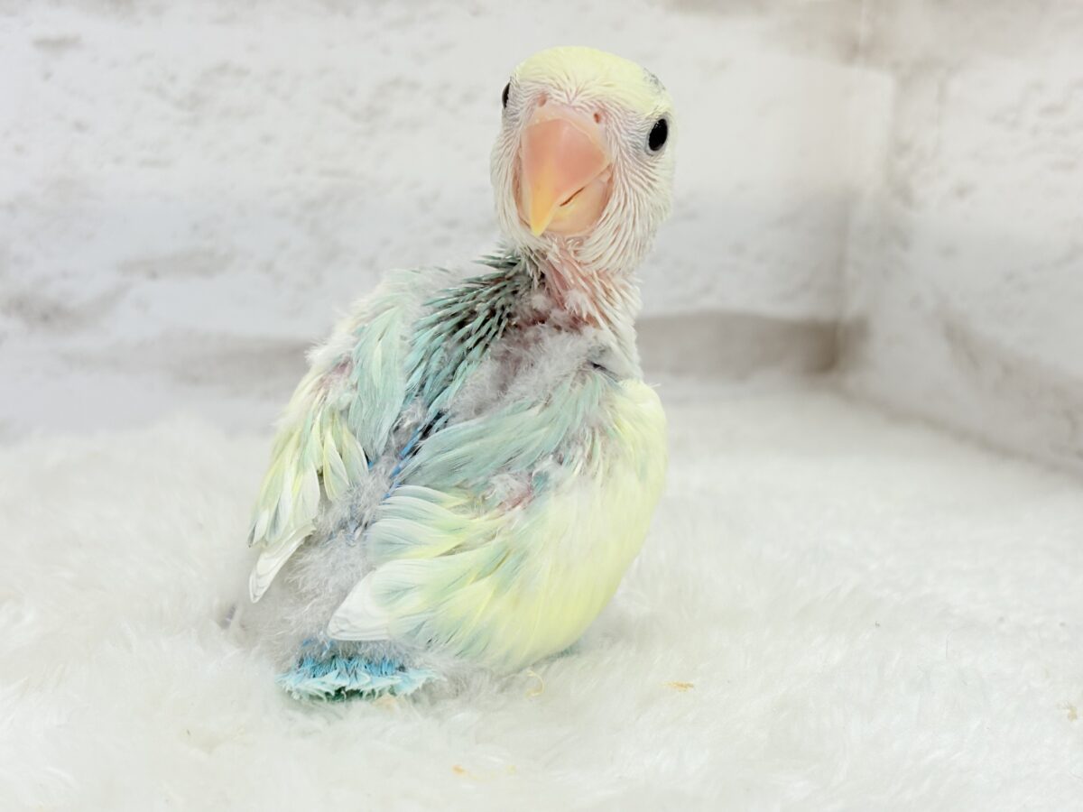 コザクラインコ（小桜インコ）