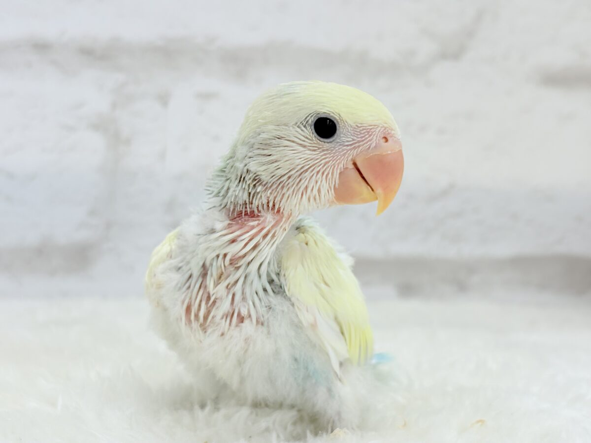 コザクラインコ（小桜インコ）