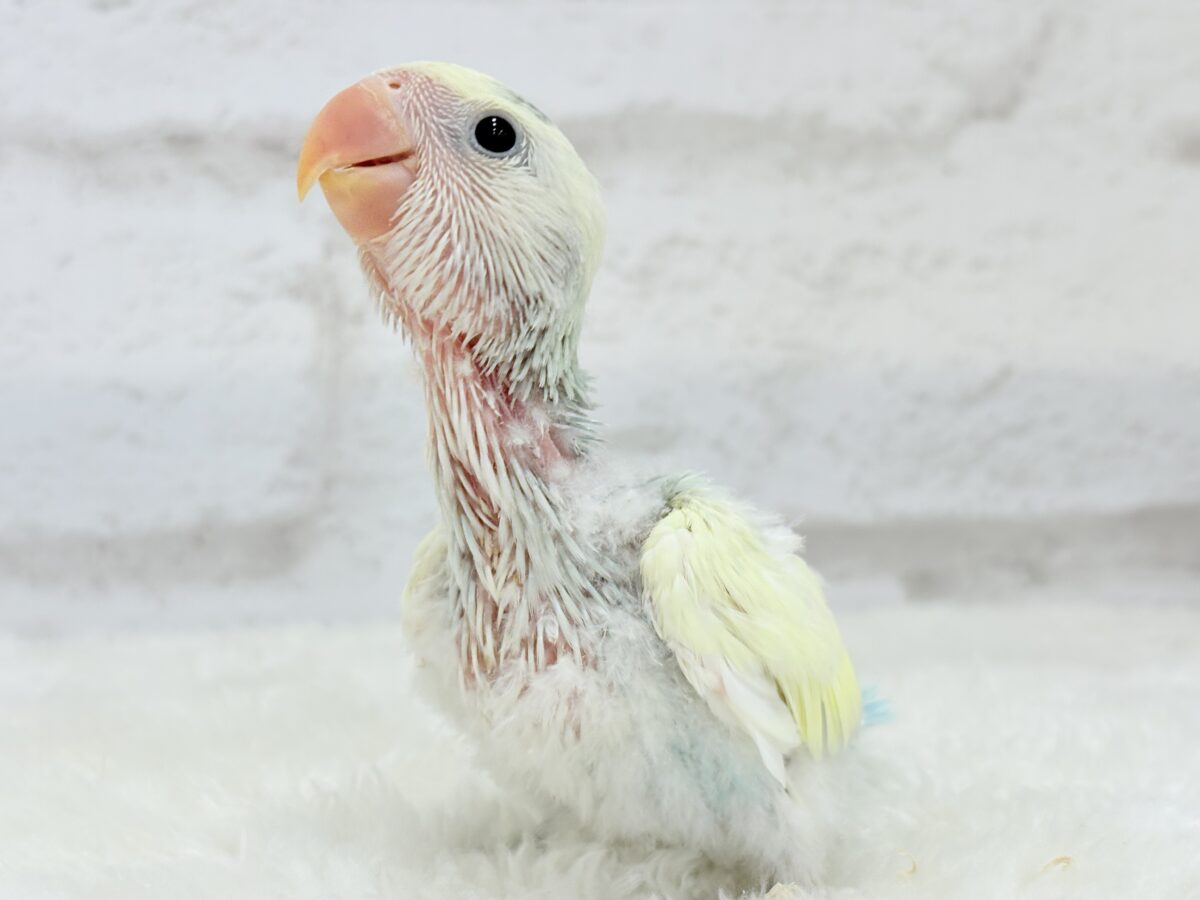 コザクラインコ（小桜インコ）