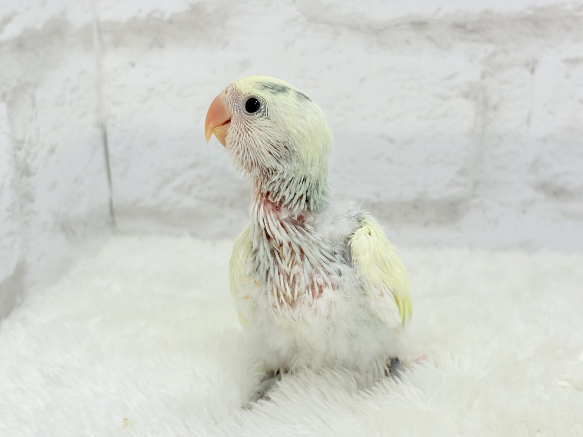 コザクラインコ（小桜インコ）