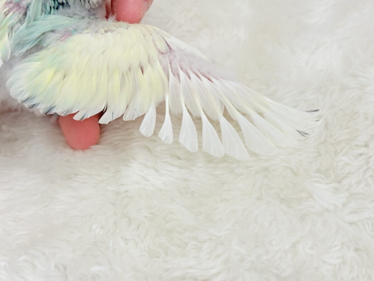 コザクラインコ（小桜インコ）