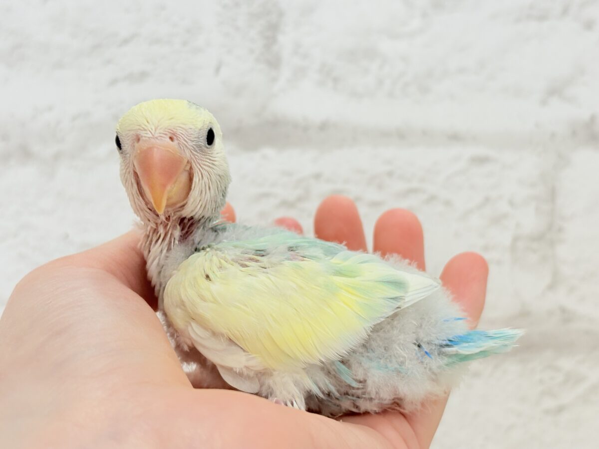 コザクラインコ（小桜インコ）