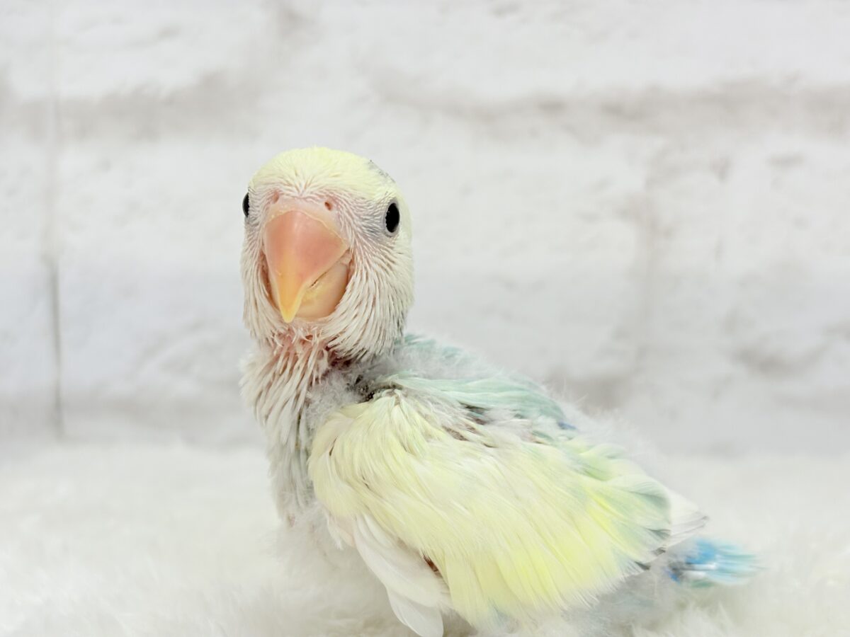 コザクラインコ（小桜インコ）