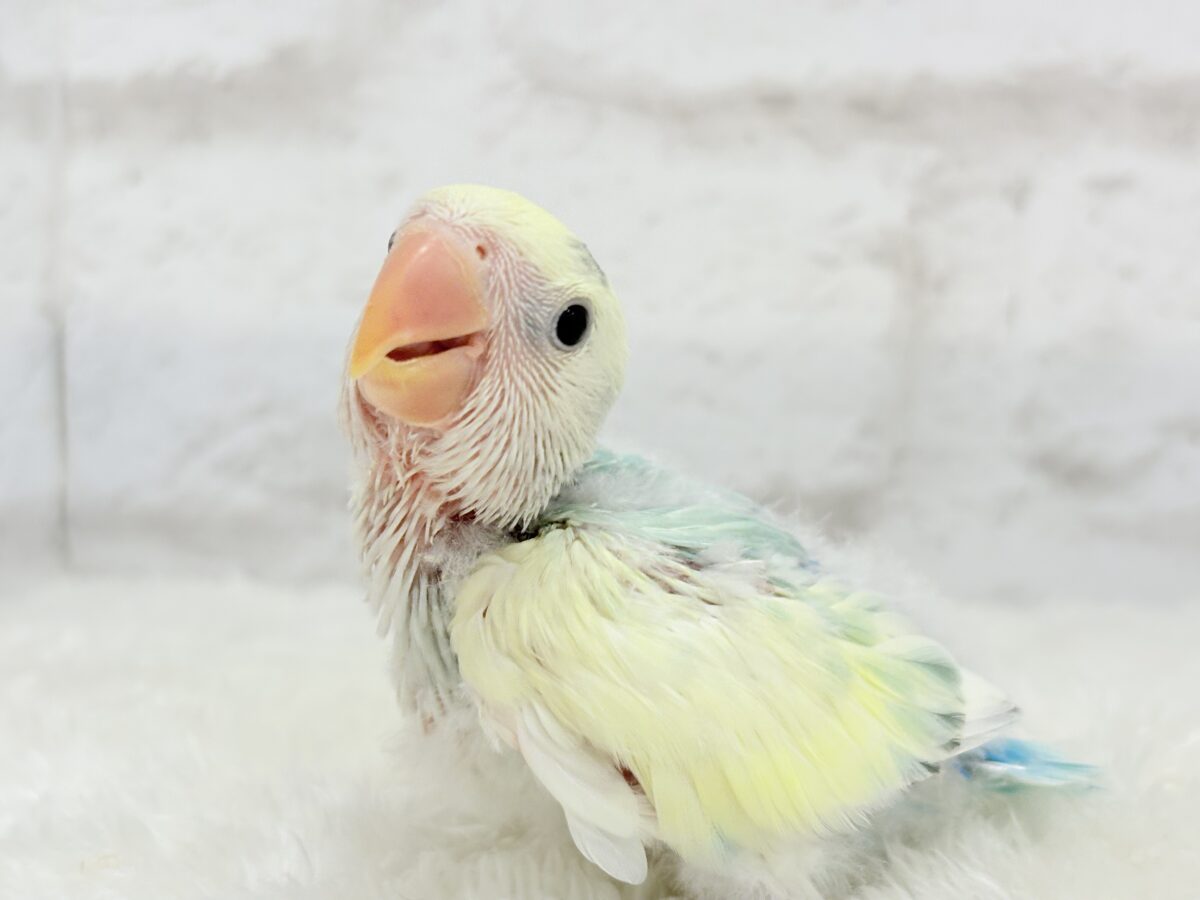 コザクラインコ（小桜インコ）