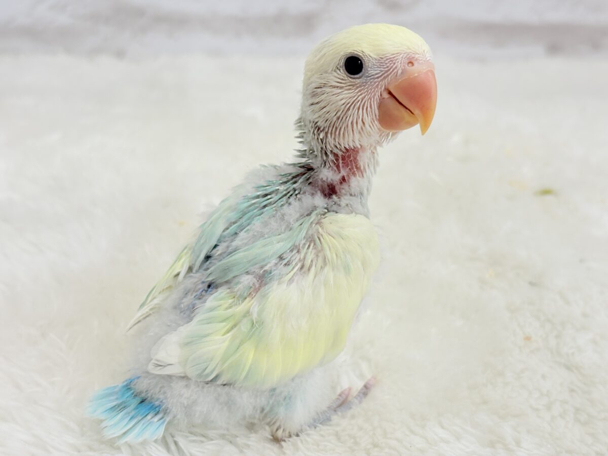 コザクラインコ（小桜インコ）