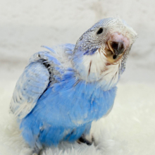 【最新画像更新🪄】ちょびっとくせ毛がクセになる🐥🫟セキセイインコ(スパングル) ヒナ