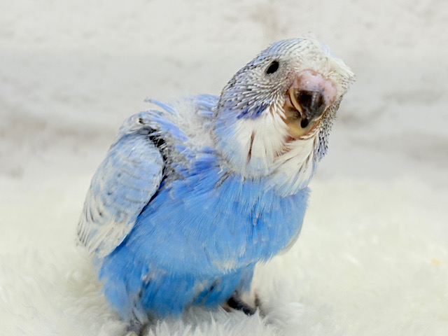 【最新画像更新🪄】ちょびっとくせ毛がクセになる🐥🫟セキセイインコ(スパングル) ヒナ