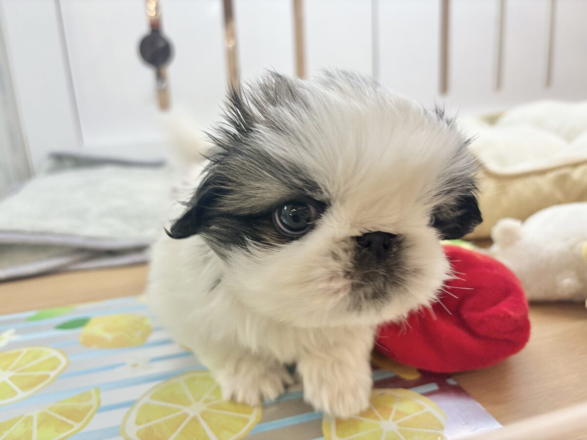 ペキニーズ