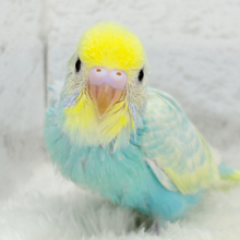 【最新画像更新🪄】甘々クリームソーダちゃん🍹🫧セキセイインコ(パステルカラーレインボー) ヒナ
