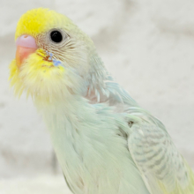 【最新画像更新🪄】しゅわしゅわっと🍬🫧ラムネちゃん🐥◎セキセイインコ(パステルカラーレインボースパングル) ヒナ