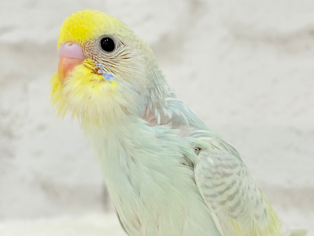 【最新画像更新🪄】しゅわしゅわっと🍬🫧ラムネちゃん🐥◎セキセイインコ(パステルカラーレインボースパングル) ヒナ