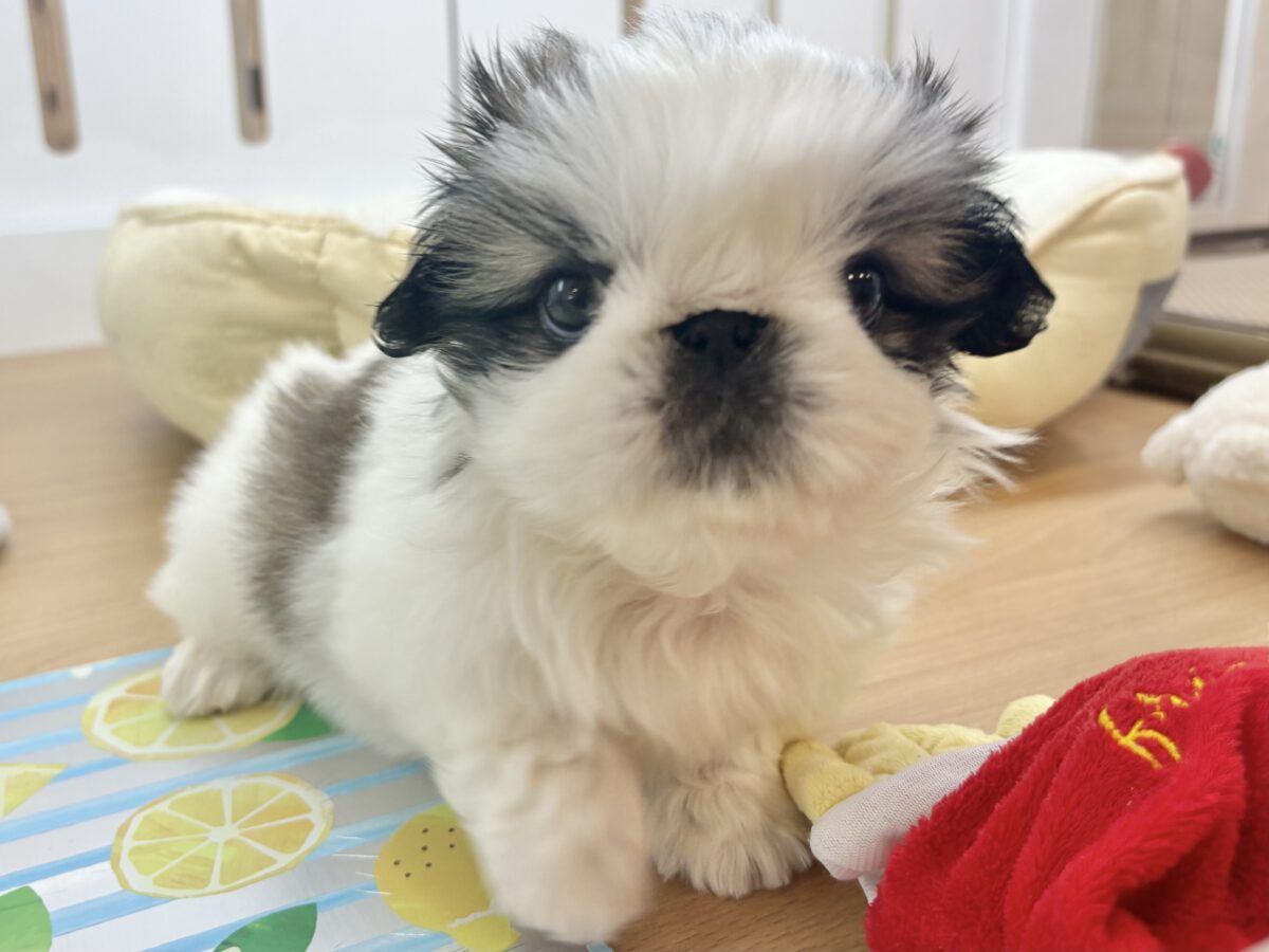 ペキニーズ