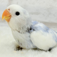 【最新画像更新🪄】わた毛おぱんつ天使降臨🐣💜コザクラインコ(バイオレットオパーリンパイド) ヒナ