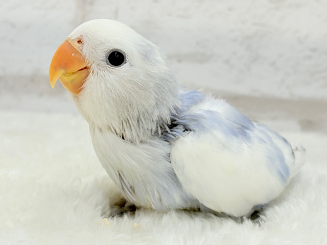 【最新画像更新🪄】わた毛おぱんつ天使降臨🐣💜コザクラインコ(バイオレットオパーリンパイド) ヒナ