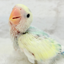 【最新画像更新🪄】頭に入った模様がトレードマーク🐣⚡️🍏コザクラインコ(ブルーチェリーオパーリンパイド) ヒナ