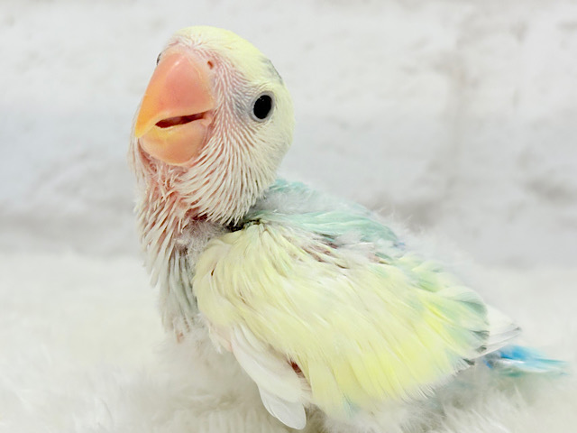 【最新画像更新🪄】頭に入った模様がトレードマーク🐣⚡️🍏コザクラインコ(ブルーチェリーオパーリンパイド) ヒナ