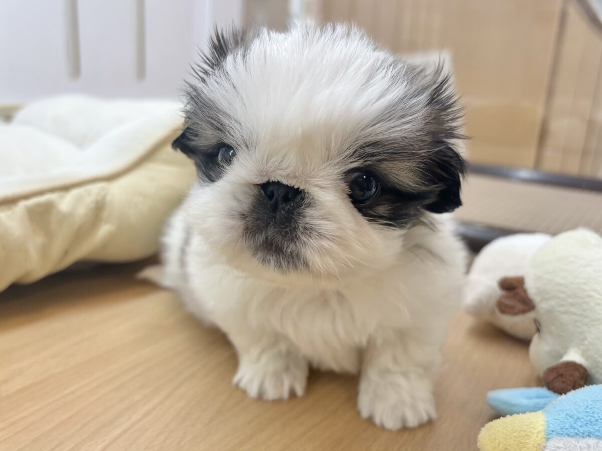 ペキニーズ