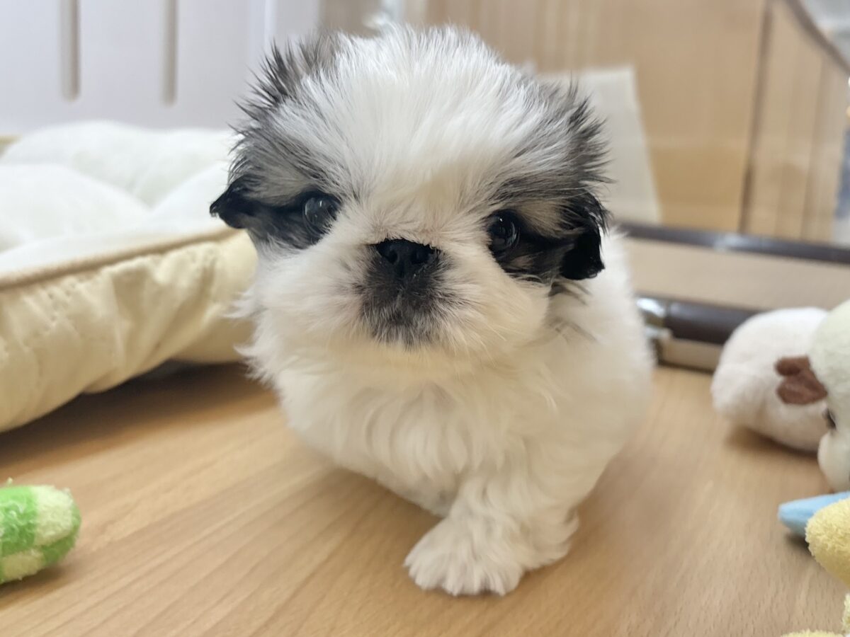 ペキニーズ