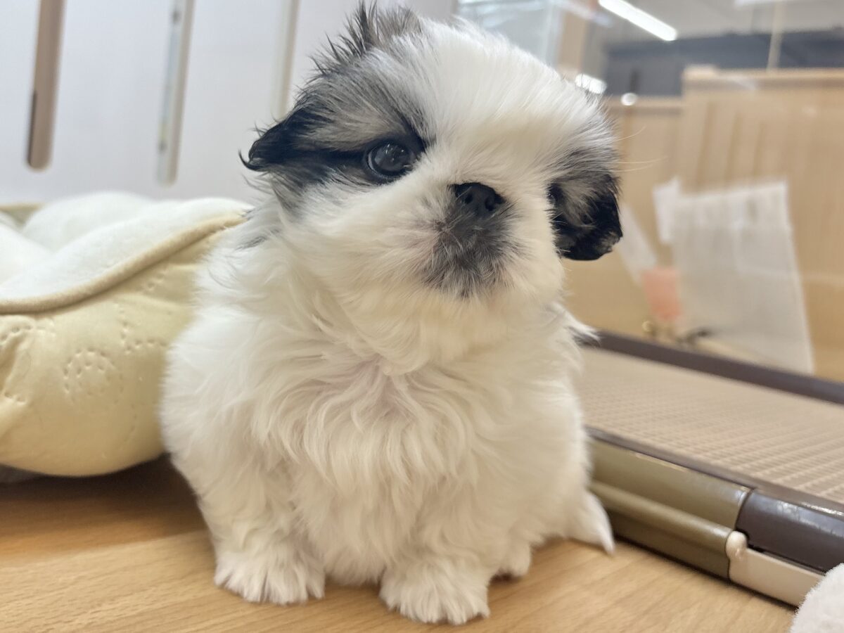 ペキニーズ