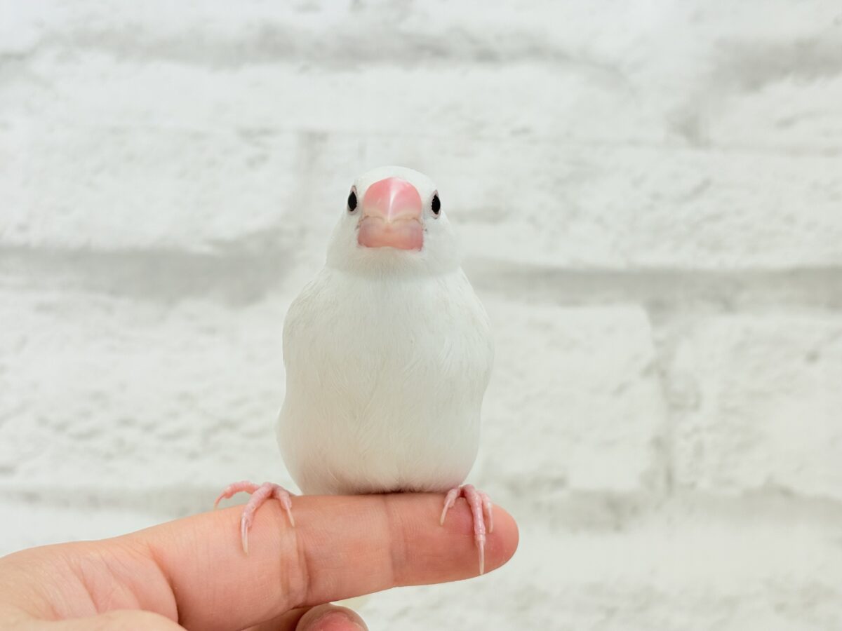 白文鳥